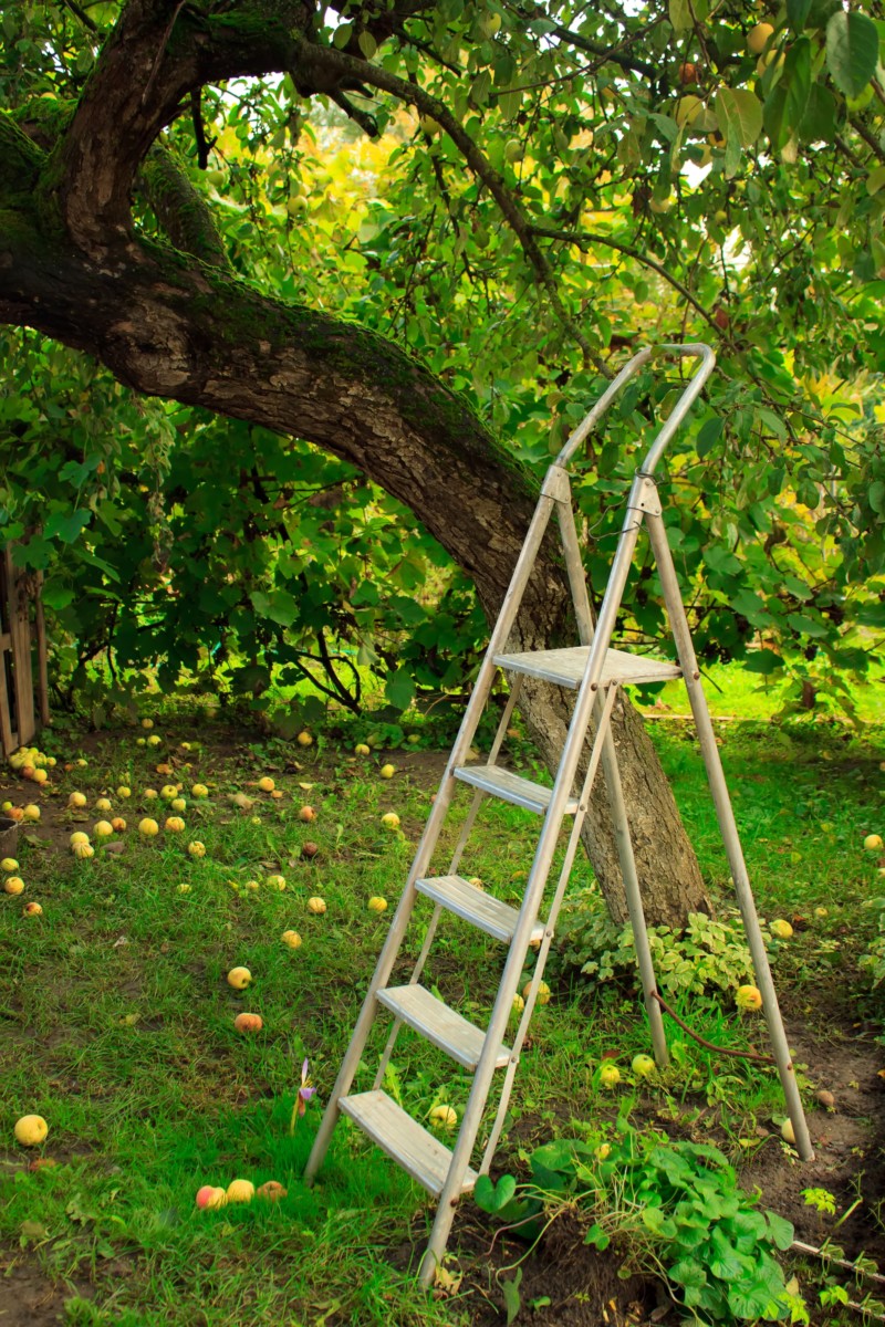 立在苹果树下的阶梯。