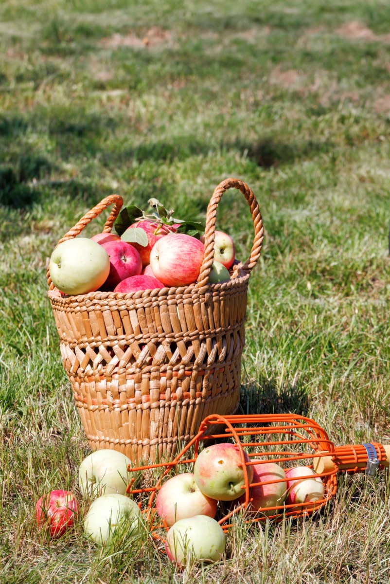 草地上躺着一个水果采摘机，旁边是一篮苹果。