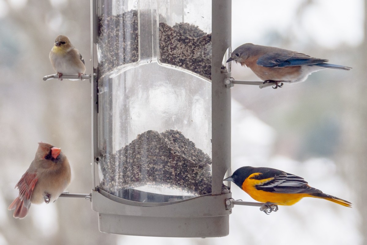 不同种类的鸟在一个喂食器上。