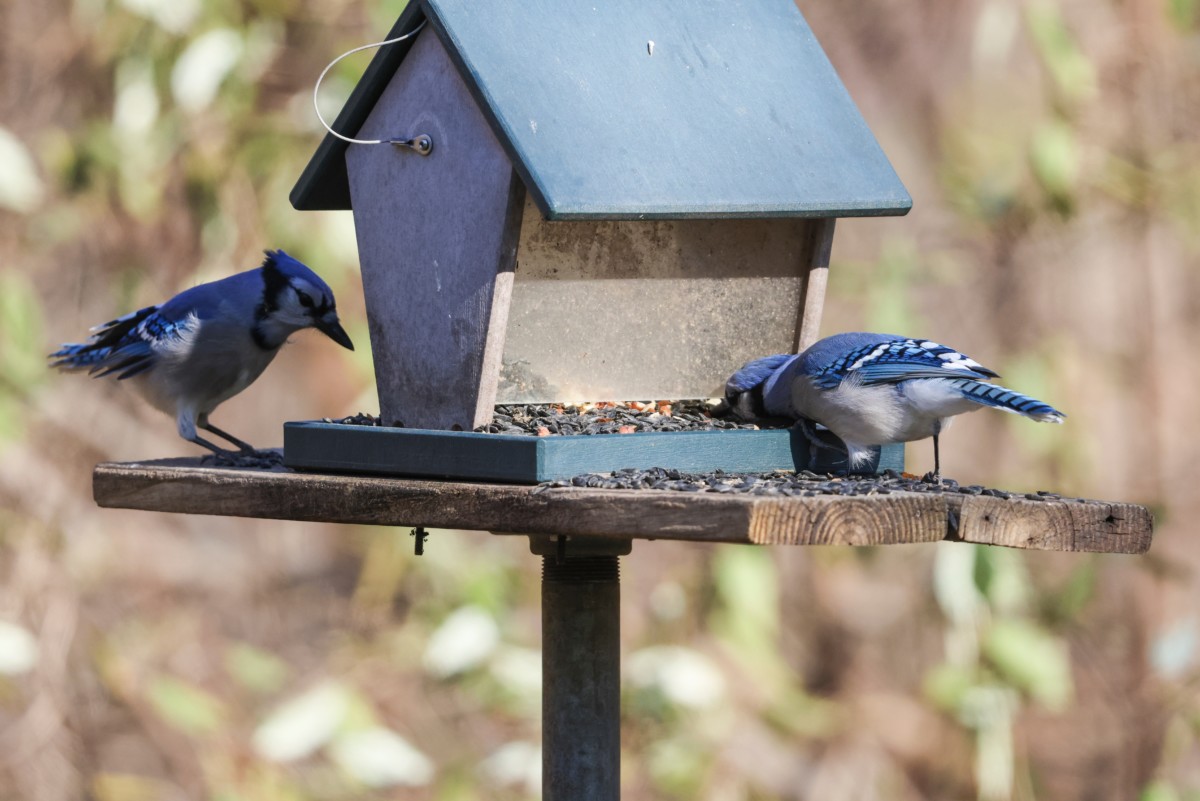 两只蓝鸦在喂食器旁。