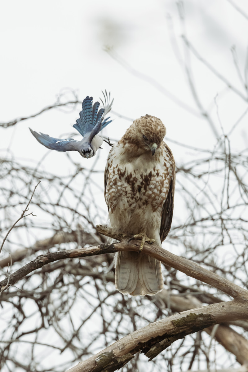 一只蓝松鸦在骚扰一只鹰。
