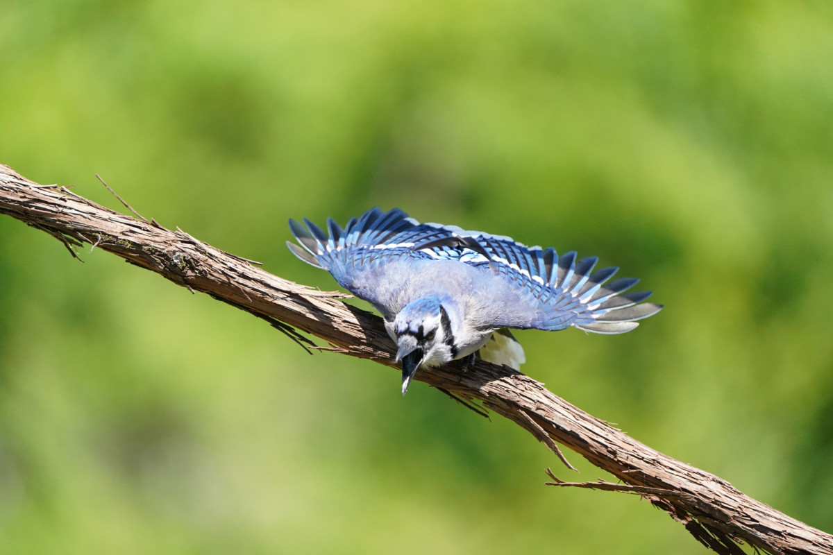 一只尖叫的蓝松鸦正准备从树上飞下来。