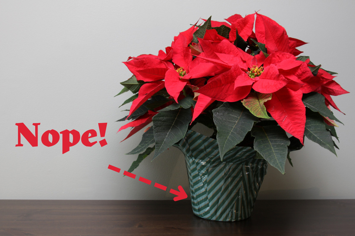 A poinsettia in a plastic nursery sleeve with the word 