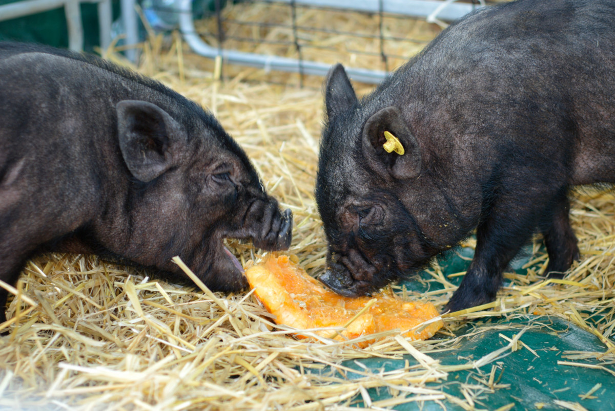 两只小猪在吃南瓜。