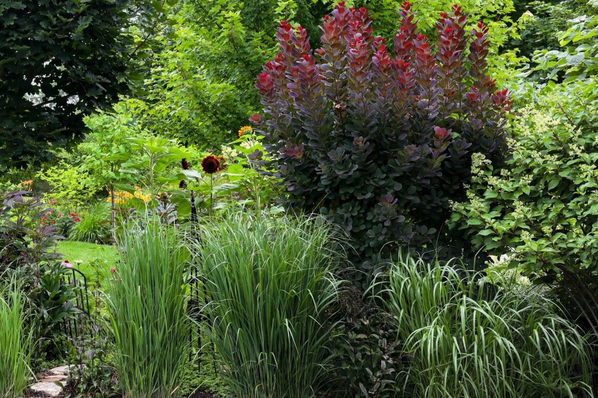 由几种不同的植物组合而成的雨花园