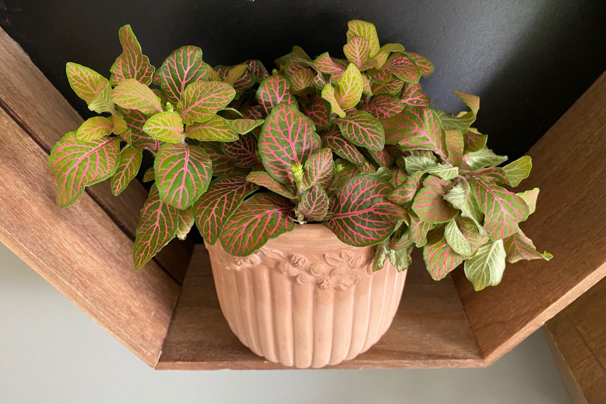 fittonia plant, slightly droopy.