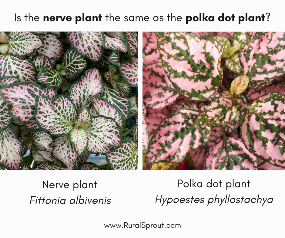 左边的图形显示神经植物和阿宝lka dot plant on the right.