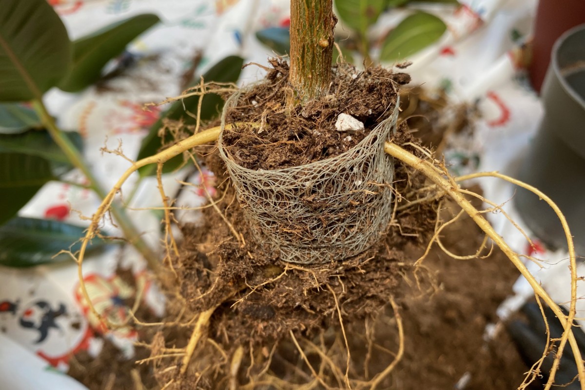 A plant uprooted from its pot and wrapped with a plastic root mesh.