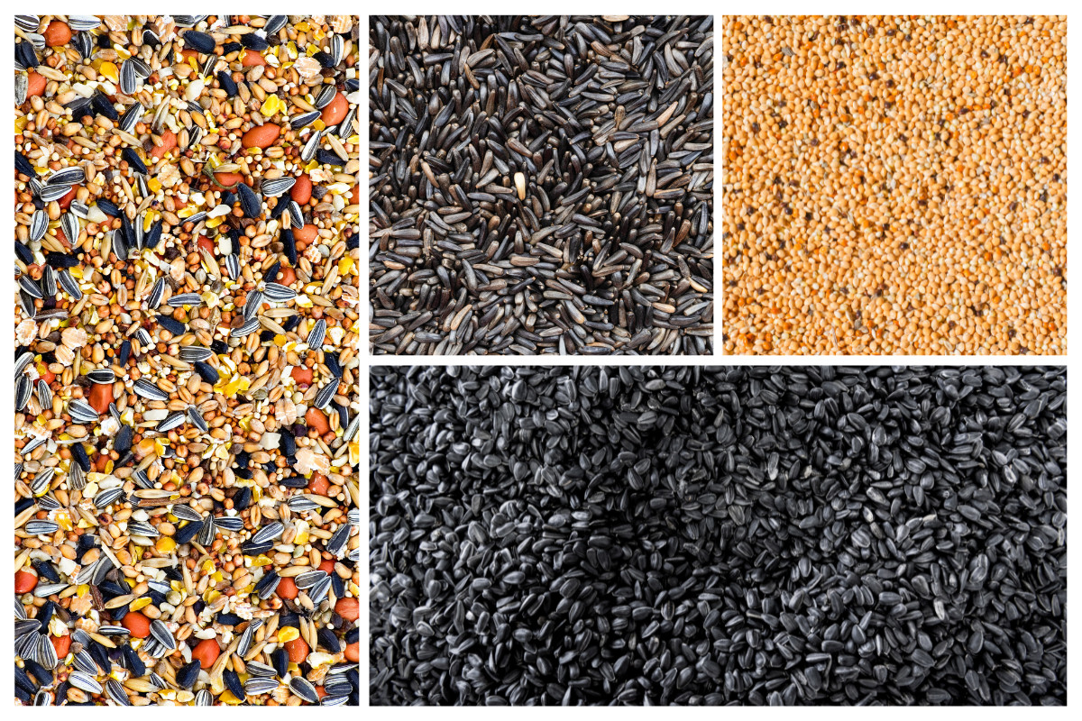 Collage of different types of bird seed.