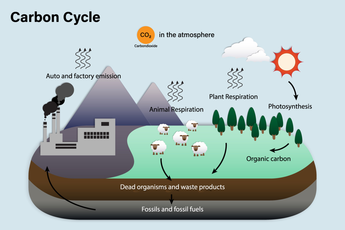 碳循环的图解