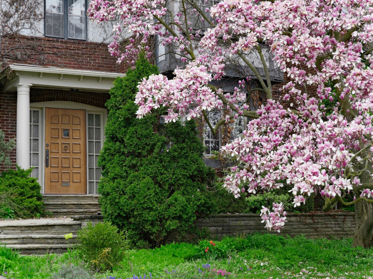 大郁金香树生长在家门口。