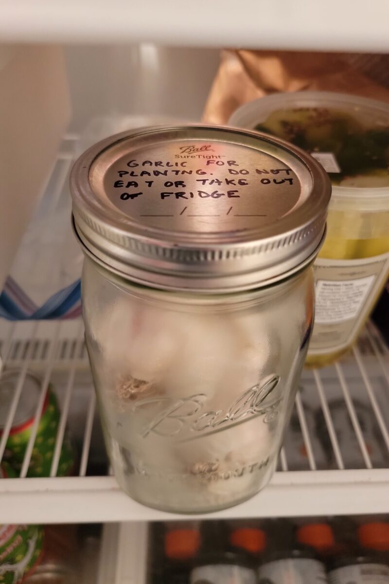 Jar of garlic heads in the fridge for cold stratification, lid reads 