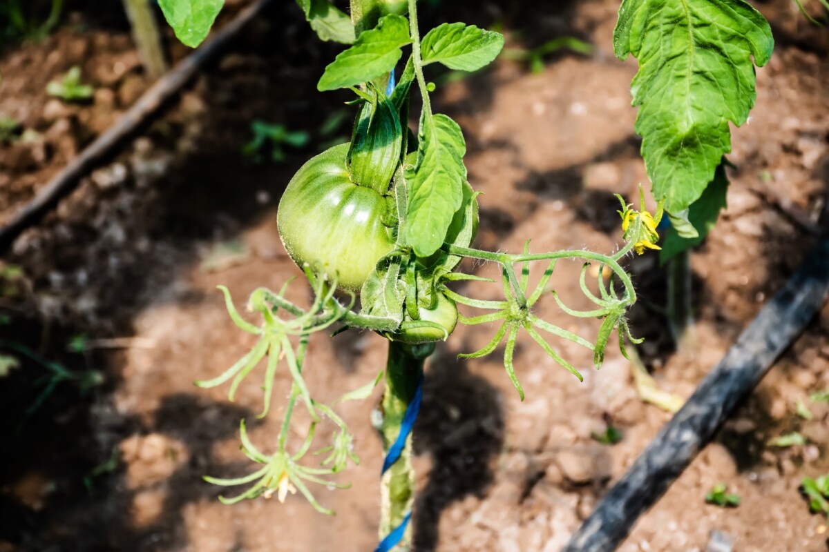 番茄植株通过滴灌灌溉。