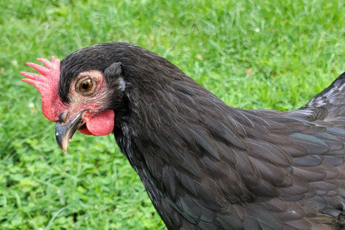 黑色母鸡，亮红色的梳子和肉垂。
