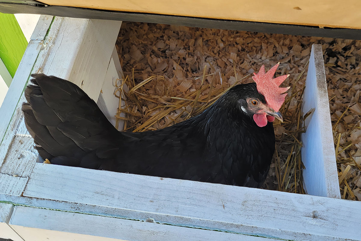 黑母鸡坐在窝箱里。