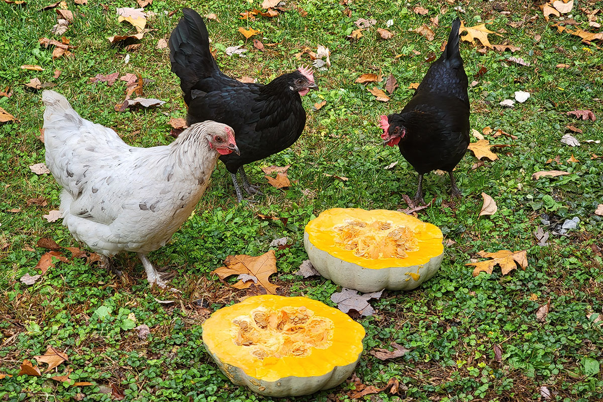 三只母鸡在吃切成两半的南瓜。