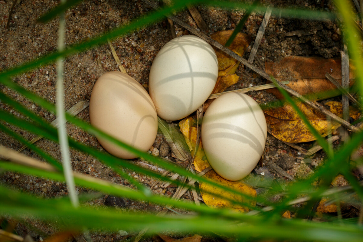 地上有三个鸡蛋，被草藏着。