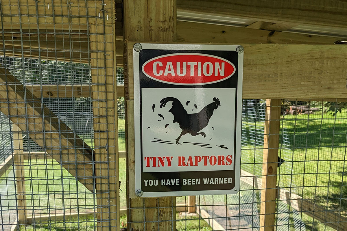 小鸡跑到外面的牌子上写着:“小心，小猛禽，你已经被警告了。”