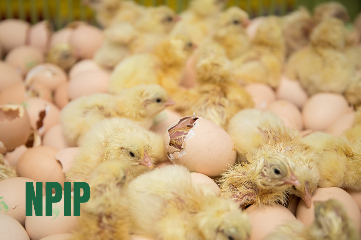 小鸡从蛋中孵化出来的背景，文字- NPIP