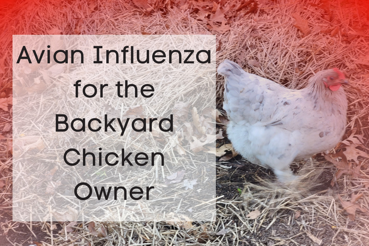 鸡的照片与红色覆盖和文字-禽流感为后院养鸡的主人