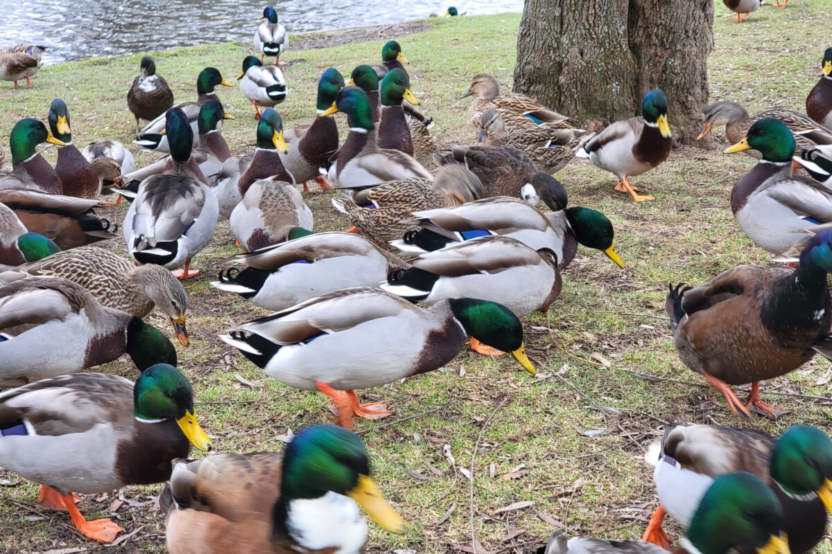 一群野鸭在溪边聚集。