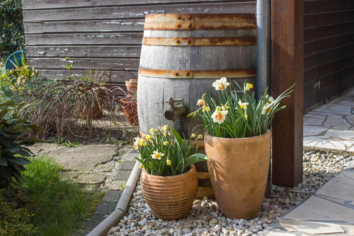 两盆水仙花坐在屋外的雨桶旁。