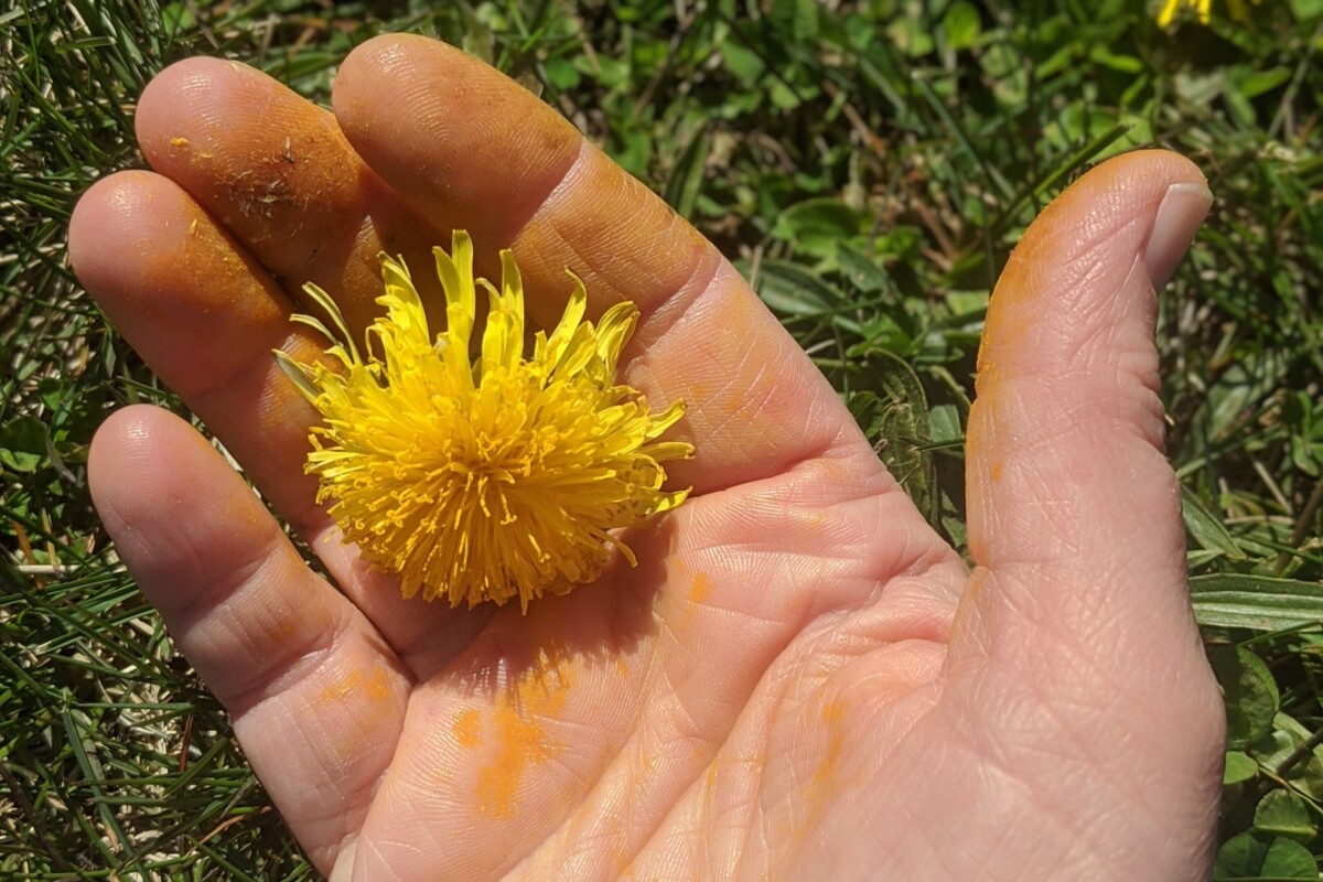 女人的手上沾满了黄色的蒲公英花粉