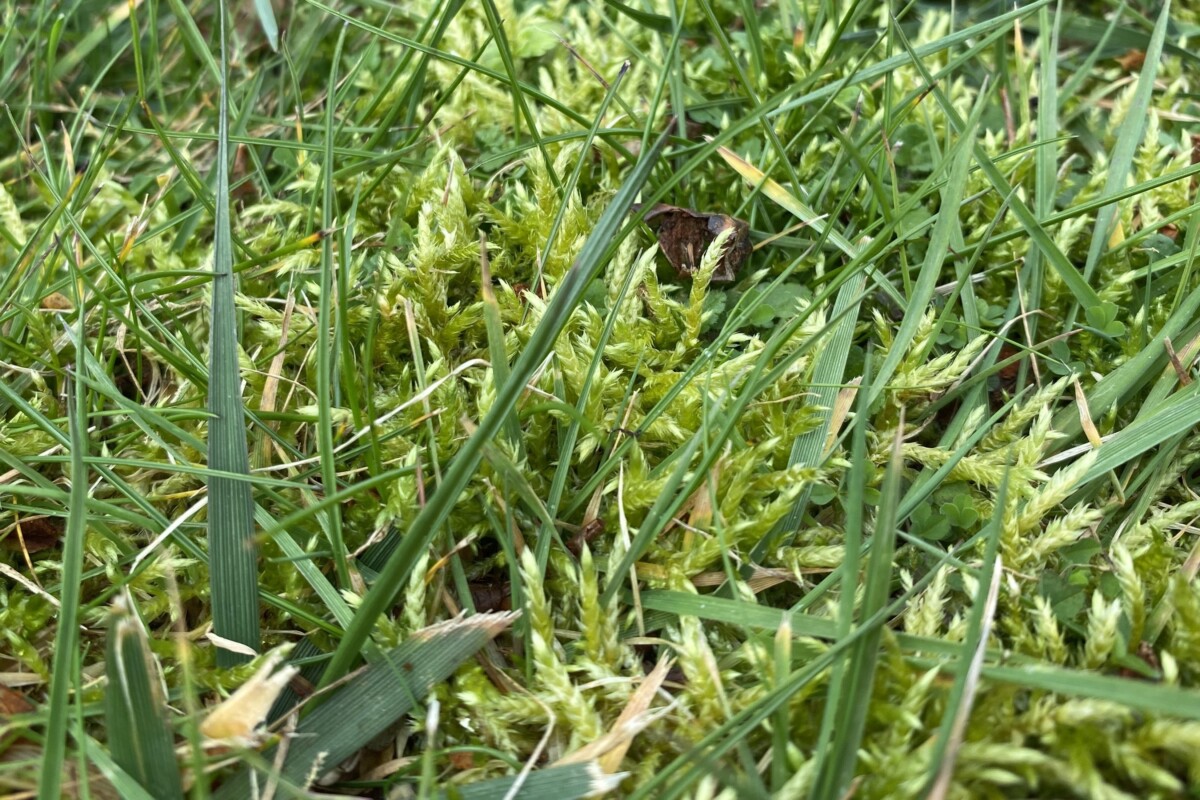 苔藓和草一起生长的特写。