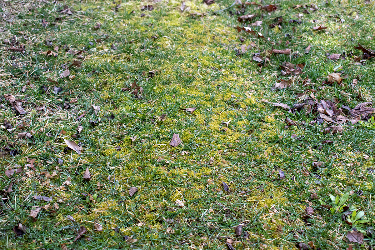 一片片黄色的苔藓在草丛中生长。
