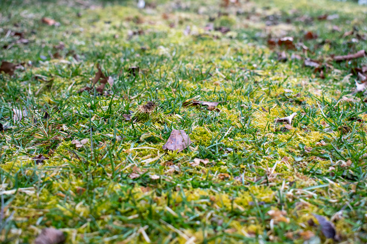 长在草和树叶之间的黄色苔藓。