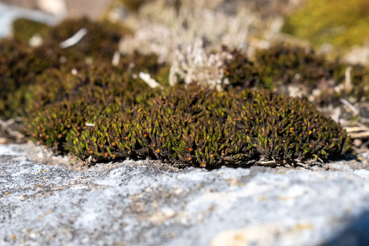 生长在岩石上的深绿色苔藓。