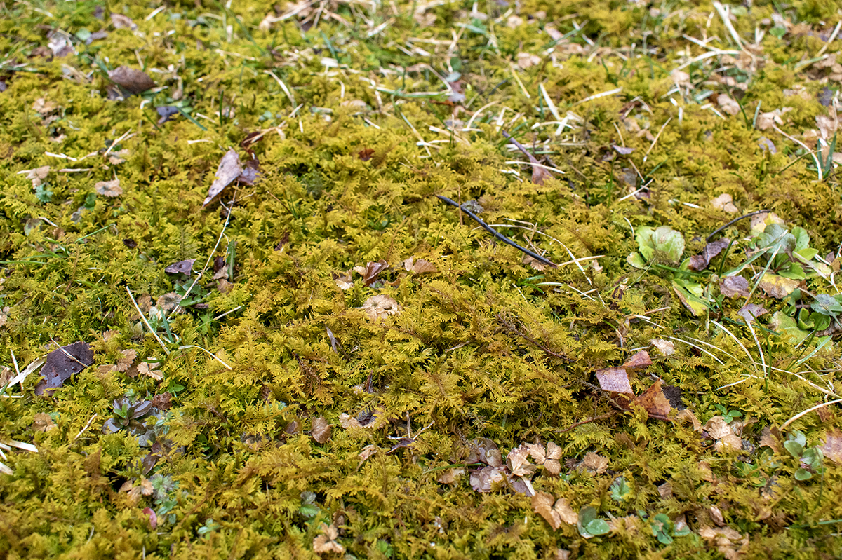 黄色的羽状苔藓