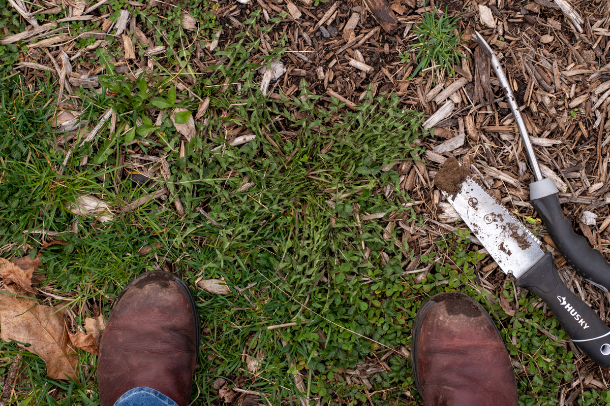 大型蒲公英从地面和园艺手工具生长