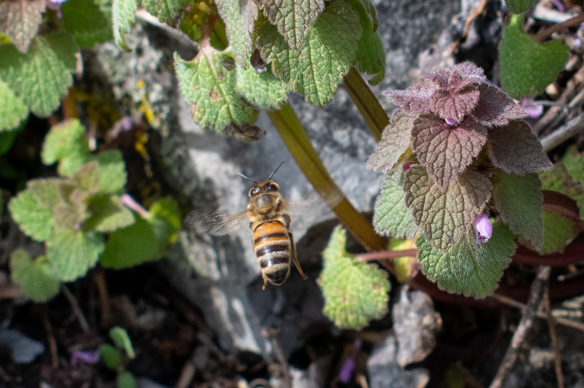 一只蜜蜂在紫色的死荨麻附近飞行的特写。