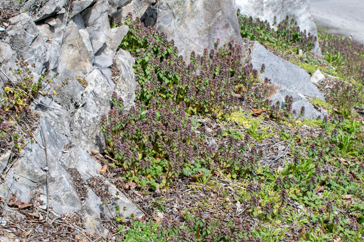 紫色的死荨麻沿着路边的岩石生长。