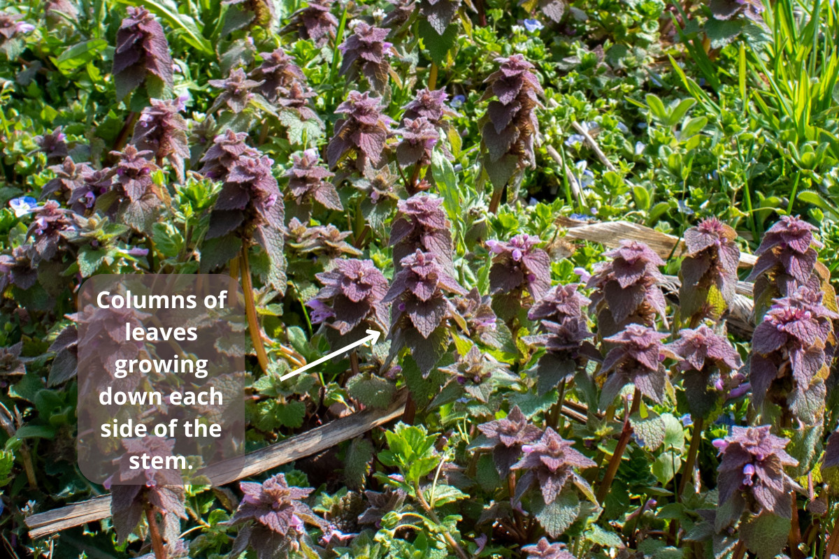 紫色死荨麻的照片，文字描述了叶子的生长方式。