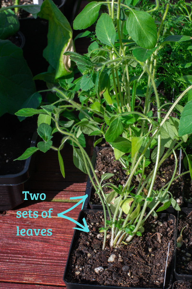图尔丝植物，用箭头指向植物底部的两组叶子。