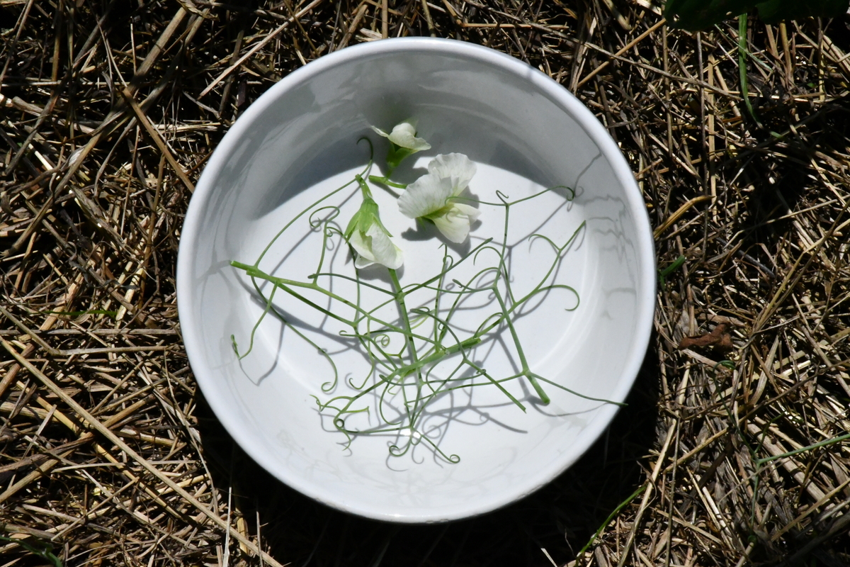 Pea flowers and pea tendrils in a bowl