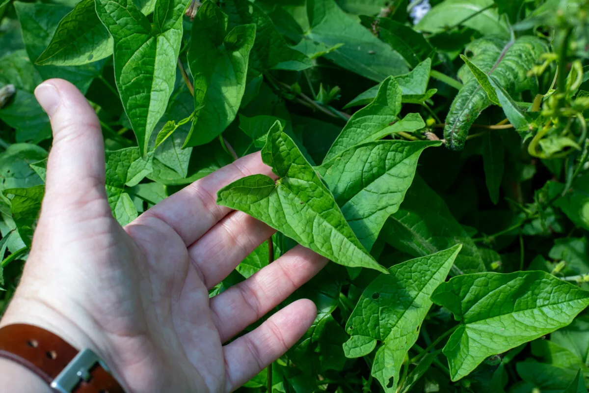 woman's hand holding bindweed leaves