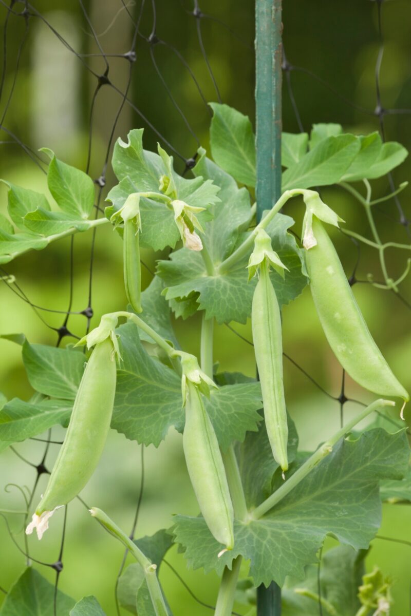 Close up of pea pods growing on the vine.