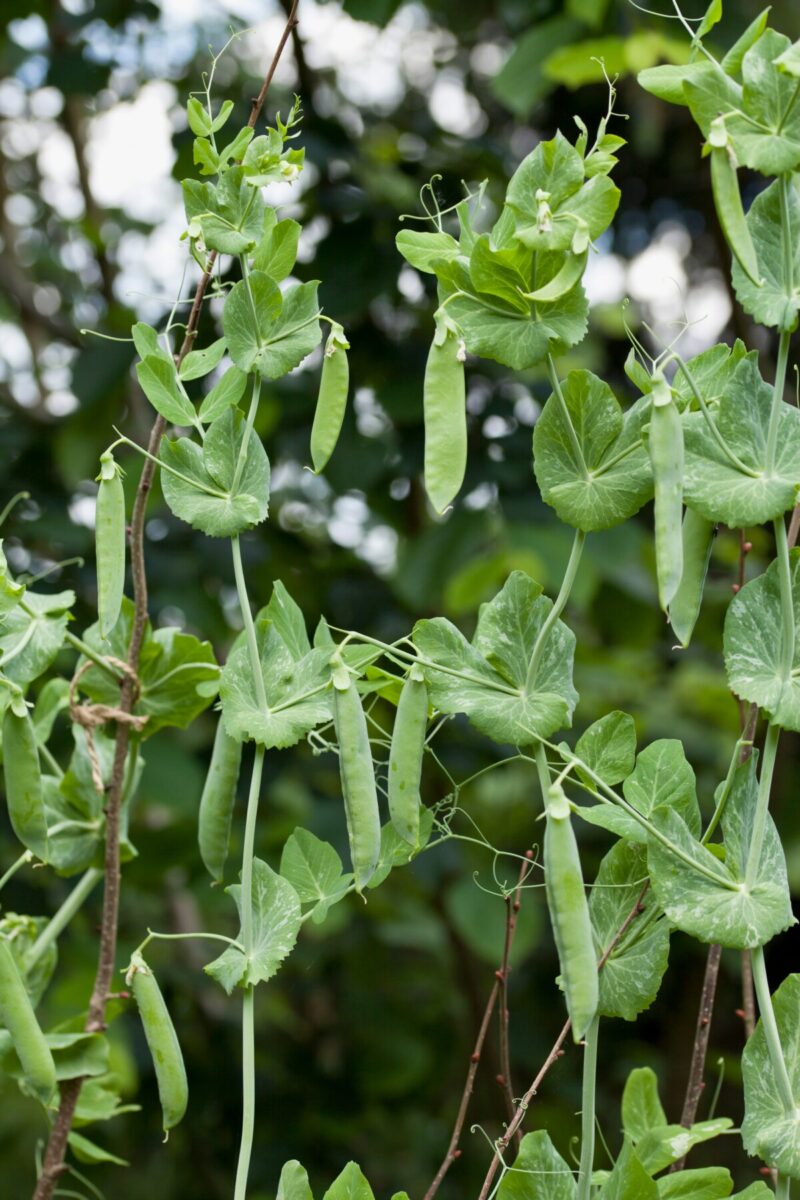 豌豆growing in a garden soft focus background