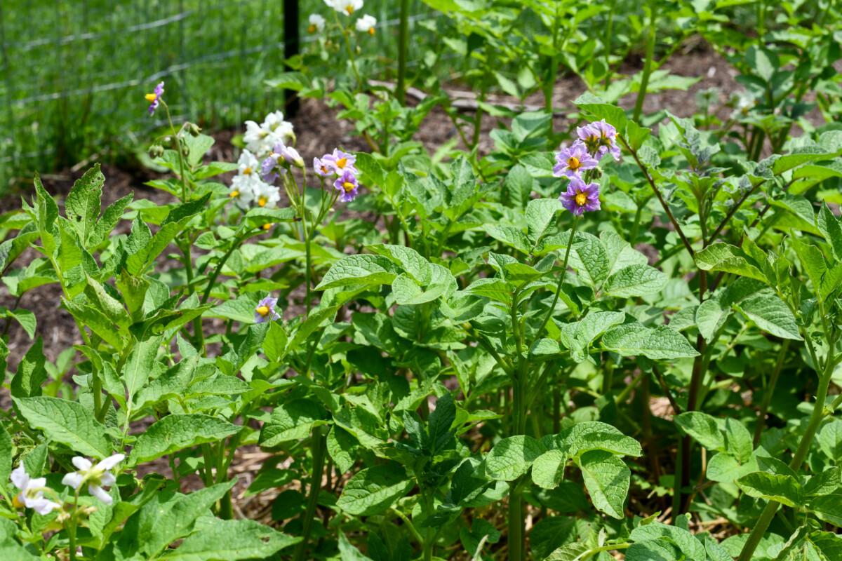 Potato plants with flowers in the sunshine.
