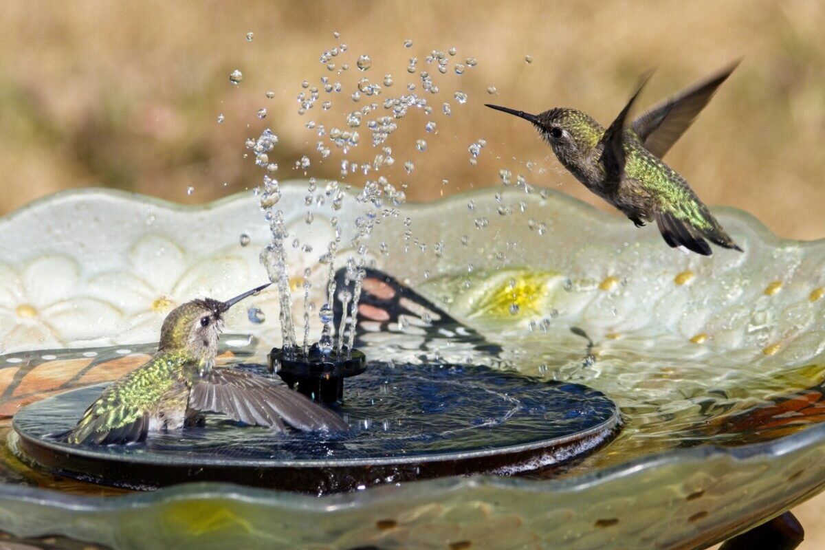Two hummingbirds playing in a birdbath fountain.
