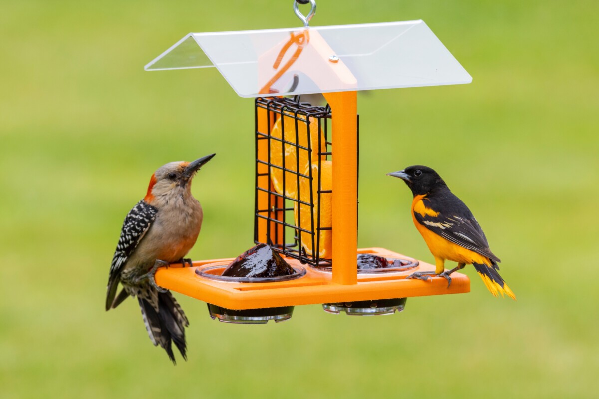 一个woodpecker and an oriole at a fruit feeding station