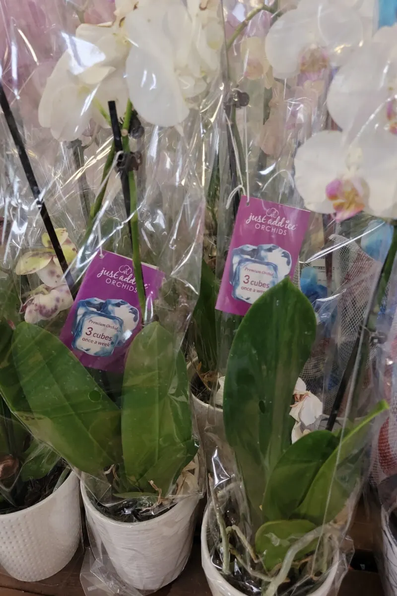 Orchids with tags that read 