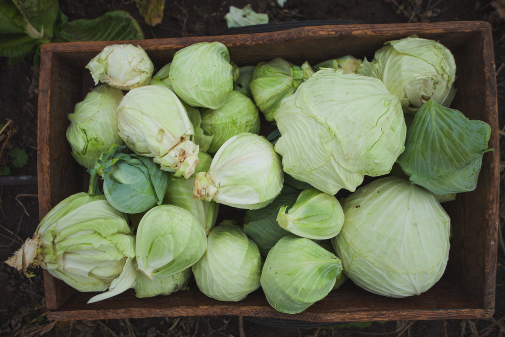 A box of freshly harvested homegrown cabbages.