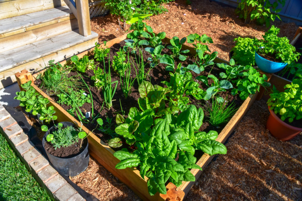 一个4' x 4'平方英尺的园艺床种植蔬菜。