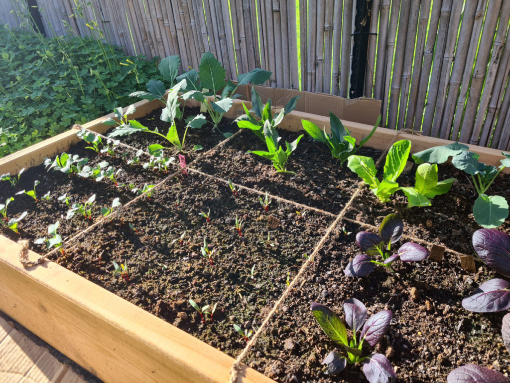 一个平方英尺的花园，用麻绳标出网格。生菜、菠菜、萝卜和白菜都在生长。