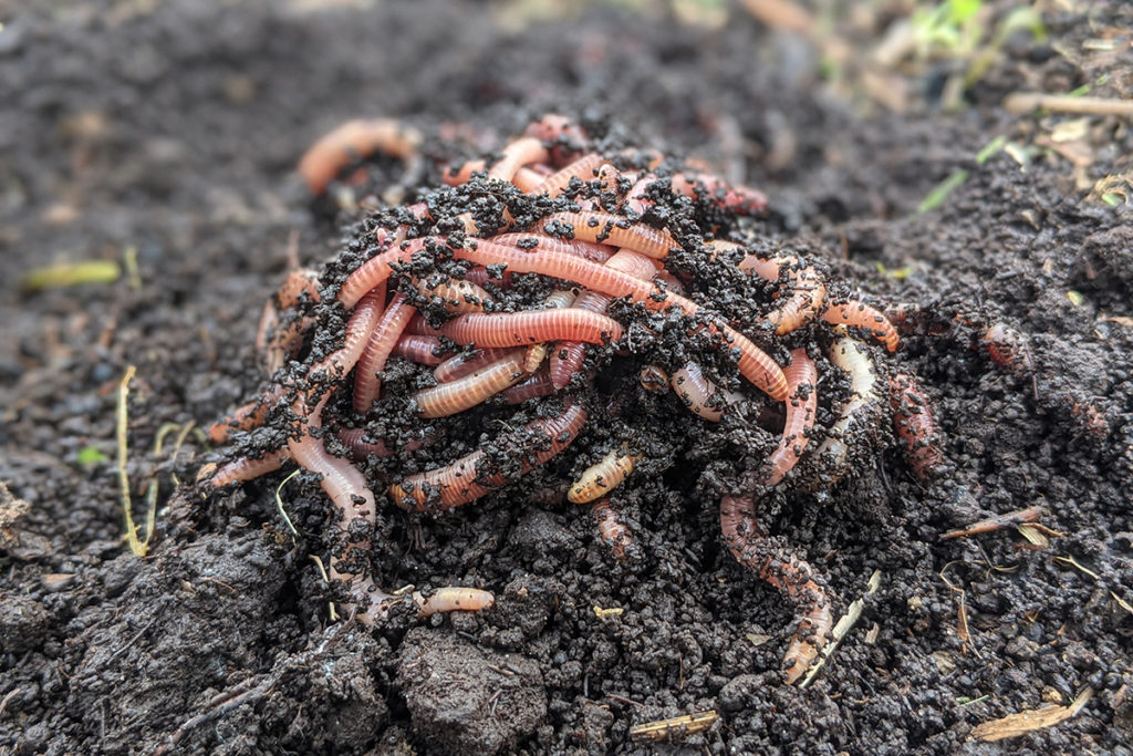 Pile of earthworms on top of the soil.