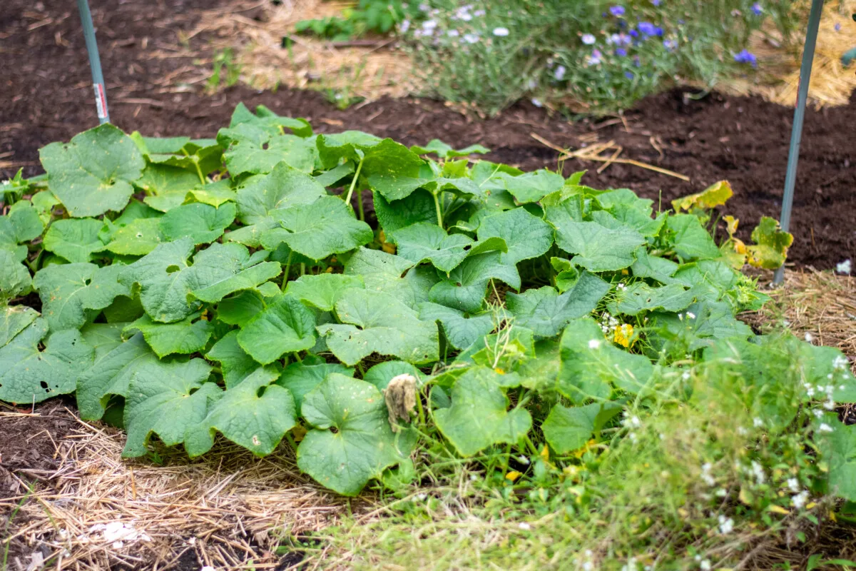Cucumber plant growing on the ground.